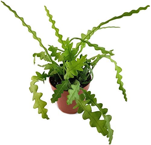 Fangblatt - Epiphyllum anguliger - bizzarer Blattkaktus - die Kaktee ist eine sehr schöne, pflegeleichte Zimmerpflanze für das sonnige Fensterbrett - blühfreudige Sukkulente