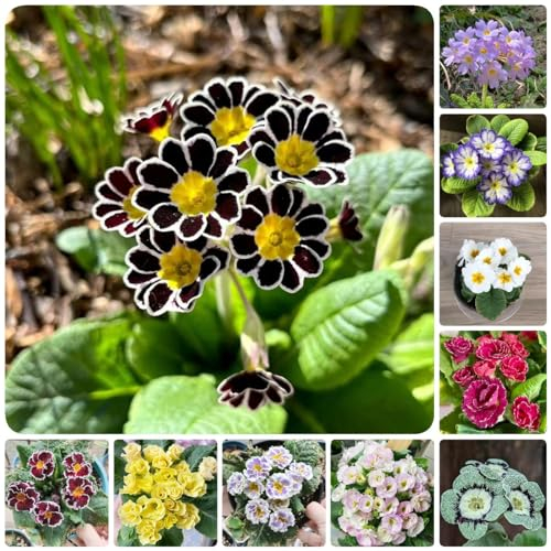 25 pcs primeln saatgut bio samen - bonsai topf balkonpflanzen primel,Primula malacoides, deko büro mittagsblume winterhart balkon deko blumenwiese balkonpflanzen winterhart blumensamen