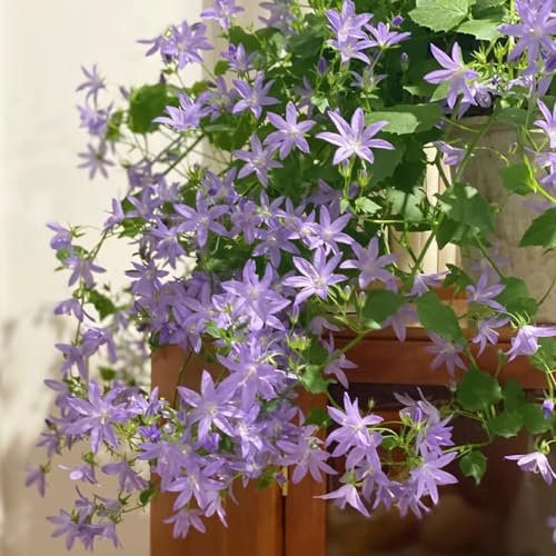 800 Pcs Glockenblume Winterhart Samen - Campanula Medium - Blumendeko, Pflanzen Für Sonnige Plätze Glockenblume Samen, Gartenblumen, Zimmerpflanzen Samen Saatgut Blumenbeet, Exotische