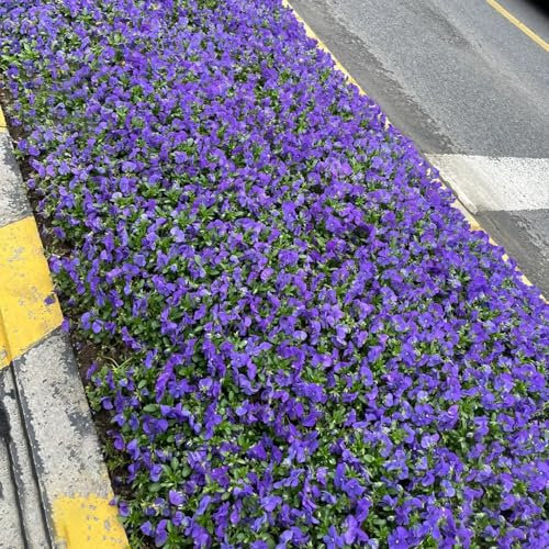 500 pz semi di viola del pensiero piante d'appartamento semi di viola cornuta Le piante perenni sono piante perenni resistenti semi di copertura del terreno resistenti coltivazione