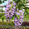 Glicine a Fiore Viola, 2 piante con altezza 110/130 cm, vaso Ø16