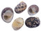Coquillage naturel,Coquillages de plage, Coquilles de bernard-l'ermite Fournitures de bernard-l'ermite Coquilles de croissance naturelles for la variété de bernard-l'ermite Coquillages Turbo Conque de