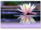 Paul Sinus Art Fotografie – Lotusblüte mit Wasserspiegelung - Leinwandbild 120x80cm