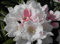 Rhododendron yakushimanum Edelweiß - Ball-Alpenrose - 30-40cm