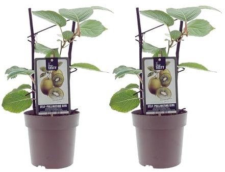 Kiwi - Actinidia Jenny - Selbstbefruchtend - Ø15cm - 40cm - 2 Stück