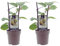 Kiwi - Actinidia Jenny - Selbstbefruchtend - Ø15cm - 40cm - 2 Stück