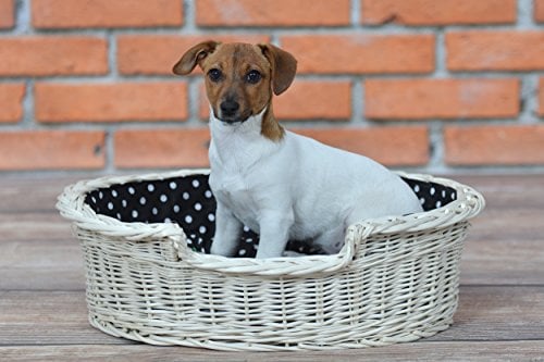e-wicker24 Hundekorb aus Weide für Hund und Katze Hundebett Katzenbett mit Kissen Tierkorb geflochten Katzenkorb (100, Creme)