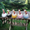 5PCS Keramik Huhn Gartendeko, Tierfigur Gartenstecker Keramikfigur Handarbeit Ornament, Gartendeko Huhn Deko,Handarbeit Gartenstatue Dekorative Henne Huhn Gartenstecker,Gartenfigur Gartendekoration