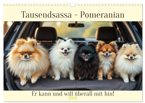 Tausendsassa - Pomeranian (Wandkalender 2026 DIN A3 quer), CALVENDO Monatskalender: Er kann und will überall mit hin! (CALVENDO Tiere)