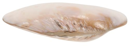 Homoyoyo Natürliche Große Muschelschale für Aquarium Dekoration mit Glatten Kanten und Scharfe Ränder für Landschaftsgestaltung im Fischbecken