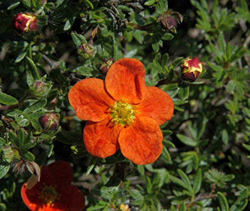 Potentilla 'rot' Gemeiner Fingerstrauch immergrüner Bodendecker mit roter Blüte im Topf gewachsen (10 Stück)