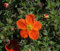 Potentilla 'rot' Gemeiner Fingerstrauch immergrüner Bodendecker mit roter Blüte im Topf gewachsen (10 Stück)