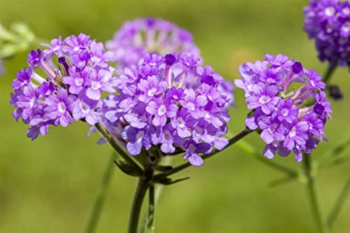 Verbena rigida ca. 9x9 cm Topf - Steifverbene, violette Blüten, Blütezeit Sommer, ideal für Rabatten, bienenfreundlich, pflegeleicht