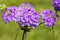 Verbena rigida ca. 9x9 cm Topf - Steifverbene, violette Blüten, Blütezeit Sommer, ideal für Rabatten, bienenfreundlich, pflegeleicht