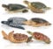 toymany 6PCS Realistic Sea Turtle Figurines, Plastic Ocean Sea Animals Figures Set Includes of Turtles, Educational Toy Cake Toppers Christmas Birthday Gift for Kids Toddlers
