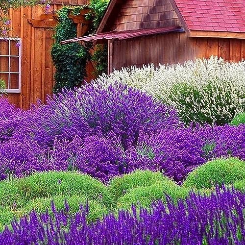 400 Unids Semillas de Lavanda Fragante Home Garden Bonsai Plant Lavandula Flower Decor para Plantación de Jardín semillas de lavanda