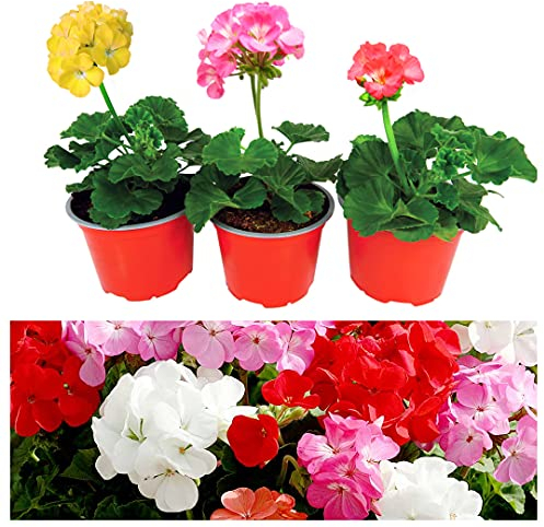 Carbeth Plants 3 x Geranium Plants in 13cm Pots - Mixed Colour Summer Flowering Pelargonium Easy to Grow Shrubs - Instant Impact Garden Ready Bedding Plants