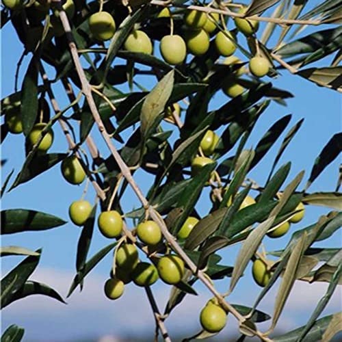 Haloppe 50 piezas de semillas de plantas de olivo para plantar en el jardín del hogar, semillas de olivo rústicas semillas de plantas saludables Semillas de olivo