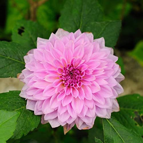 Haloppe 50 Unids Dahlia Pinnata Flores Semillas de Plantas para la Plantación de Jardín en el Hogar, Semillas de Plantas de Jardín Bonsai Perennes para Jardín Semillas de dalia pinnata