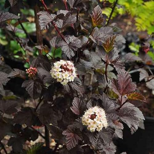 Rote Blasenspiere - Physocarpus opulifolius 'Diabolo' 30-40 C -
