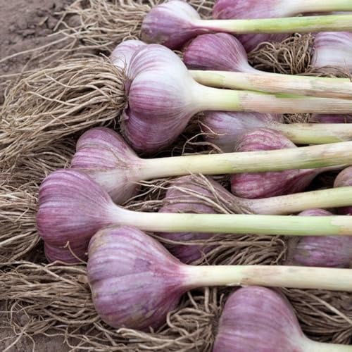 4 pcs Pflanzknoblauch Winterhart Gartenkräuter, Winterharte Stauden Mehrjährig Steckknoblauch Frühjahr Herbal Dekopflanzen Pflanzenkübel Kräutergarten Balkon, Topfpflanzen Draußen