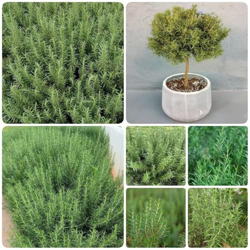 200 pcs rosmarin samen mehrjährig winterhart - kräuterpflanzen saatgut gemüse garten geschenke für männer, balkonpflanzen winterhart, deko pflanze gartenpflanzen zimmerpflanzen samen