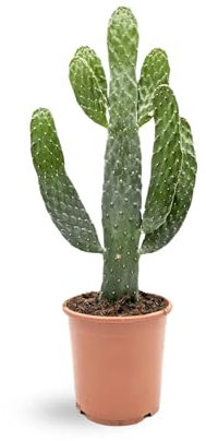 Opuntia - Roadkill Cactus 50cm (17cm Pot)