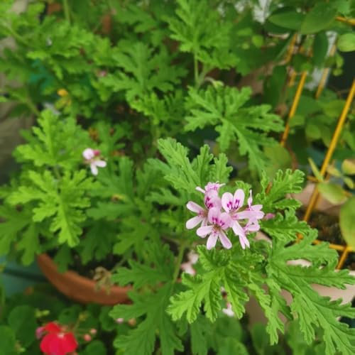 Semi di Pelargonium graveolens, semi di geranio profumati al geranio limone piante erbe, fiori autunnali resistenti fiori per balcone, erbe aromatiche da giardino per la copertura del 40pcs