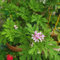 Semi di Pelargonium graveolens, semi di geranio profumati al geranio limone piante erbe, fiori autunnali resistenti fiori per balcone, erbe aromatiche da giardino per la copertura del 40pcs