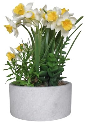 G.blümt Künstliche Narzissen im Topf wie echt, Frühlingsdeko & Osterdeko Tisch, Kunstblumen Osterglocken klein, Blumen Gesteck Ostern Frühling (Weiß)