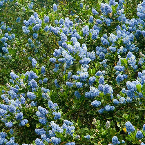 Ceanothus Victoria Californian Lilac Evergreen Outdoor Garden Shrub Plant in Pot (9cm Pot, 20-30cm)