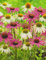 3 gemischte Echinacea purpurea Sonnenhut 3 Wurzelstücke Staude Winterhart