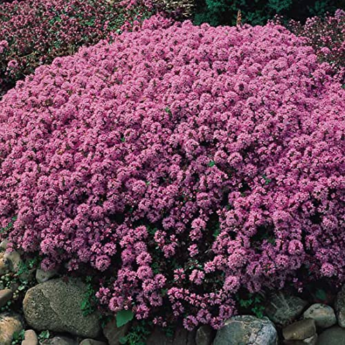6 x Sandthymian - Thymus Serpyllum Topf 9x9cm: Bodendecker mit aromatischem Flair
