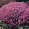 6 x Sandthymian - Thymus Serpyllum Topf 9x9cm: Bodendecker mit aromatischem Flair