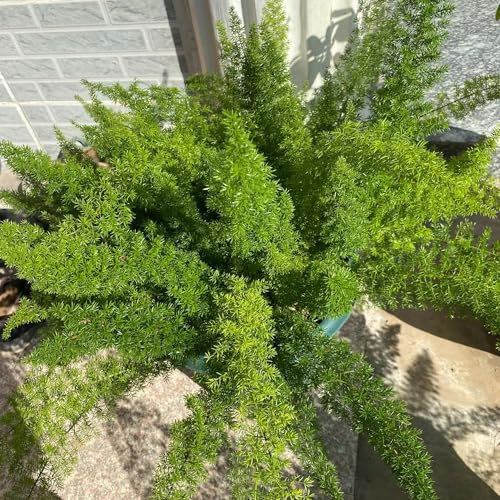 300 Pcs Zierspargel Pflanze Samen - Fuchsschwanz Farn - Gartenpflanzen Winterhart, Wohnzimmer Pflanzen, Asparagus Densiflorus, Winterharte Kübelpflanzen, Exotische Pflanzen Winterhart