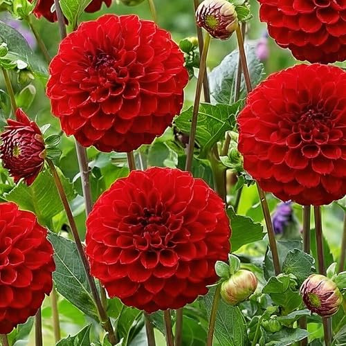 Dahlias Bulbes Pon Pon Rouge Collection - 5 Bulbes de Fleurs à Planter Exterieur - Plante Exterieur Jardin - Naturelle Plantes de Hollande (pas de graines, non artificielle)