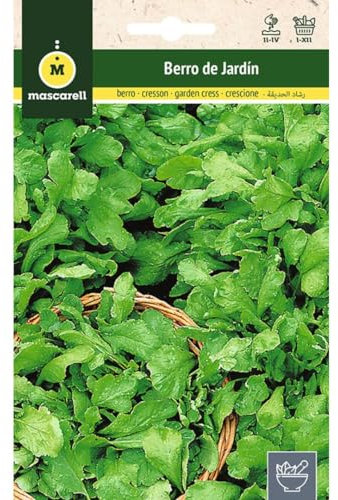 Mascarell Semillas, BERRO DE JARDÍN, Semillas de Hierbas Aromáticas para Plantar, Crea tu Propio Huerto en Casa, 15 Gramos