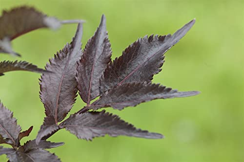 Sambucus nigra 'Black Beauty' 40-60 cm – Winterhart, Mehrjährig, Pflegeleicht – Schwarzer Holunder – Heckenpflanze für Garten & Sichtschutz