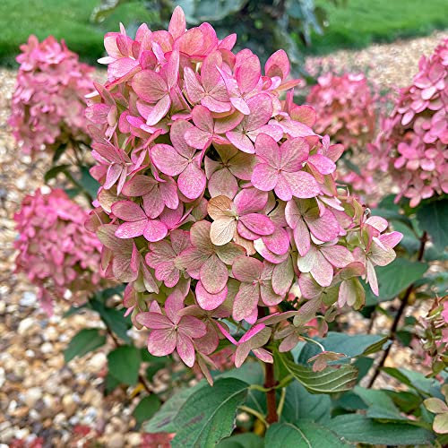 Elixir Gardens Fully Established Hardy Evergreen Outdoor Flowering Shrubs & Bushes | Rhododendron-Choisya-Nandina-Lavender-Rose-Hydrangea varieties | 1 x Hydrangea Paniculata Magical Candle (4.5L Pot)