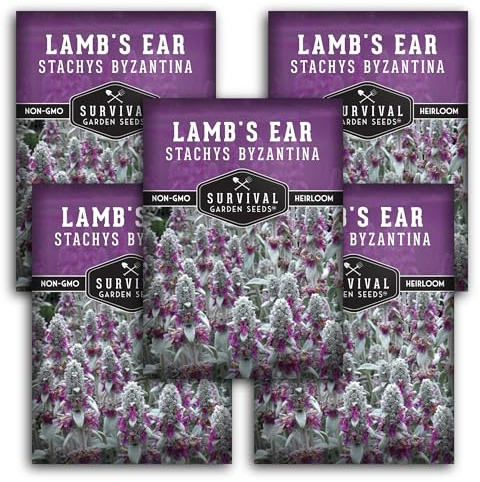 Lamb's Ear Seeds for Planting - 5 Packets with Instructions to Plant and Grow Shade and Drought Tolerant Wooly Betony in Your Home Garden - Non-GMO Heirloom Variety - Survival Garden Seeds