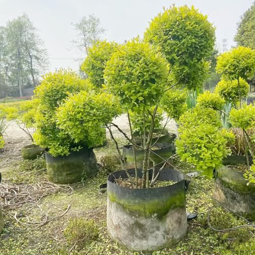 ligustro sempreverde da siepe sempreverdi Ligustrum lucidum da appartamento che purificano l'aria rare decorazioni giardino per esterni resistenti in vaso resistenti per 200semi