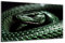 DARO Design - Wand-Bild auf 6mm HDF 70x50 cm edle grüne Schlange - Wand-Deko Bilder Geschenk
