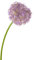 artplants.de Künstliches Allium Samara, lila, 75cm, Ø 12cm - Kunstblume - Blumenlauch