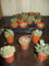 Portal Cool X 3 Mixed Succ/Lithops (Lebende Steine) 5,5-cm-Töpfe