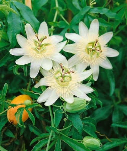 Passiflora caerulea 'Constance Elliot' 40-60 cm - Blaue Passionsblume, weiße Blüten, Blütezeit Juni-September, ideal für Rankgitter, winterhart, bienenfreundlich