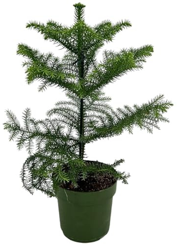 IFLO - Pflegeleichte Zimmerpflanzen für Büro, Zuhause und Arbeitsplatz, Grüne Oase für Innen- und Außenbereiche (Zimmertanne Kompakt - Topf Ø14cm | Höhe 50-60cm)