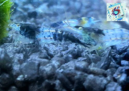 Topbilliger Tiere Blue Carbon Rili Garnele - Neocaridina davidi 5X