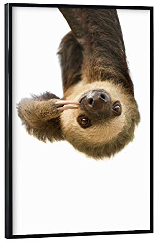 artboxONE Poster mit schwarzem Rahmen 75x50 cm Tiere Little Cute Sloth - Bild Animal Sloth