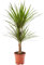 AIRY Drachenbaum (Dracaena marginata) • Luftreinigende Pflanze • Topf-Ø ca. 17cm, Höhe mit Topf ca. 65cm • Zimmerpflanze in gärtnerischer Qualität • Sicherer Pflanzenversand durch deutsche Gärtnerei