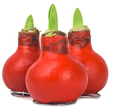3x Echte Amaryllis gewachst/wax HELL ROT Amaryllis Hippeastrum Blumenzwiebel - bunte Blumenzwiebeln im Set - behandelte Blumenzwiebel - lange haltbar, pflegeleichte Zimmerpflanze mit großer Blüte